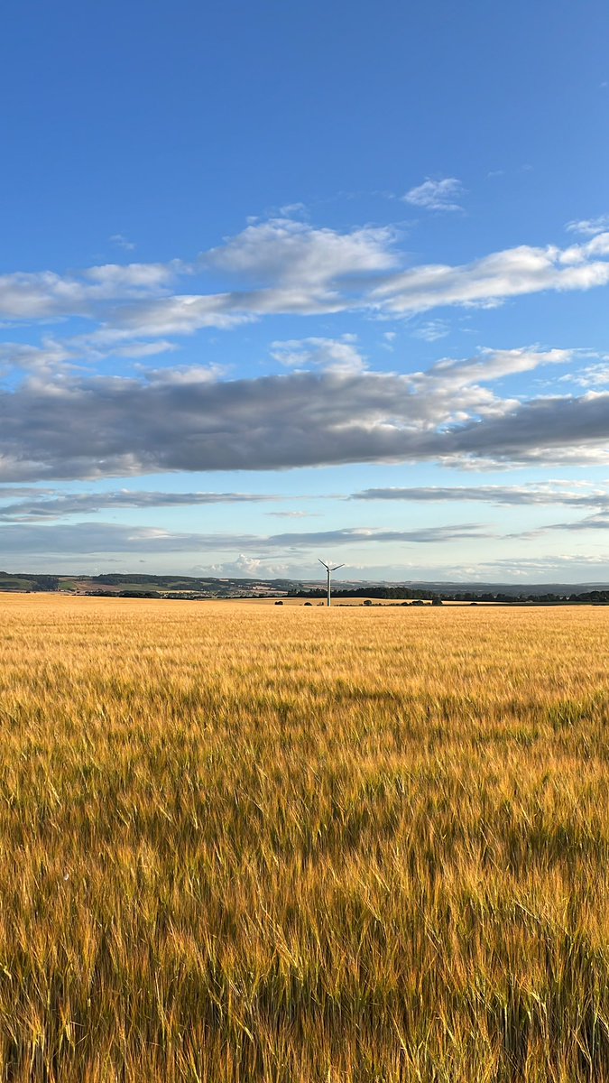 GallIain's tweet image. A rare Saturday night in so enjoying a lovely walk in the evening sun round the farm with the dogs. #fieldsofgold