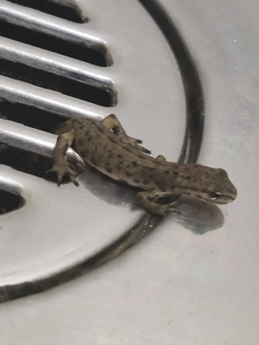 Just want to go to the bathroom and this little guy started crawling out of the shower drain, we live near a beck and it looks like they've gotten into the sewer system, now we have a "newt" (we think its a #newt anyways, a #SmoothNewt but that's just what Google lens says it is)