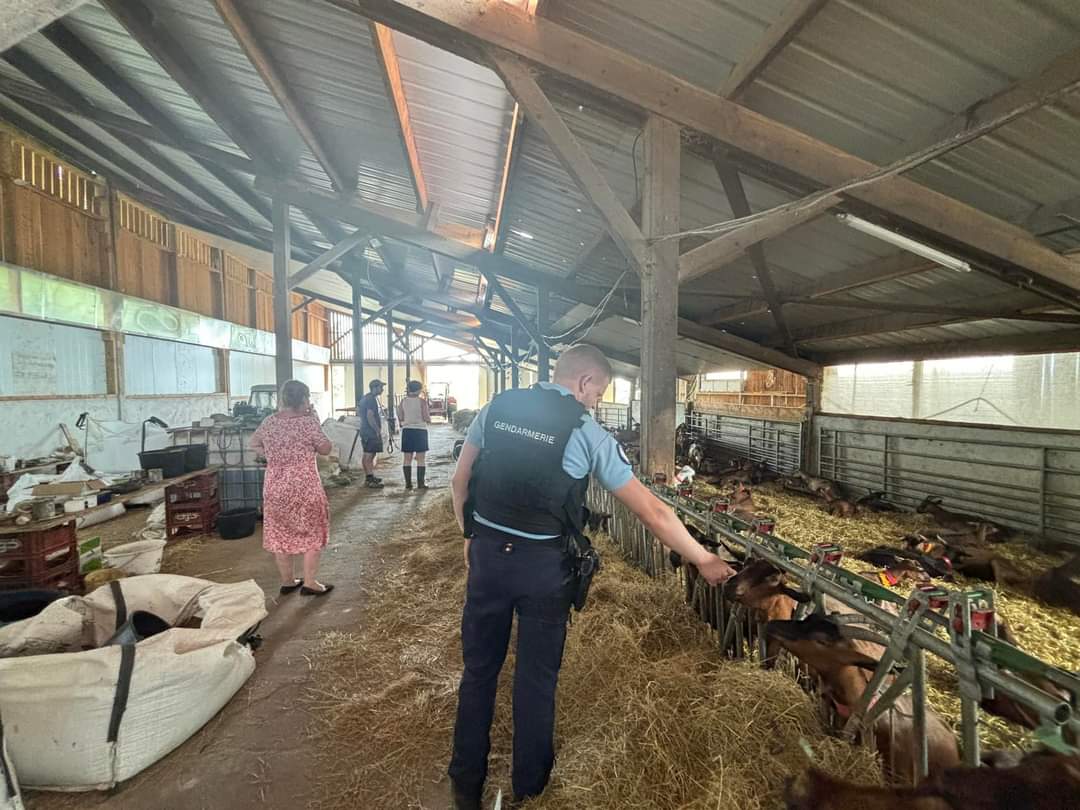 Gendarmerie_042's tweet photo. Quelques fois, les contrôles sont plus agréables à faire que d’autres.
Comme ici, lors de ce contrôle coordonné avec la #DDTP dans une exploitation caprine ☺️
Elles sont en sécurité, pas de loup à l’horizon 🐺 juste un copain 🐶 qui se charge de les protéger.
@Prefecture42 https://t.co/s65TjA5LAZ