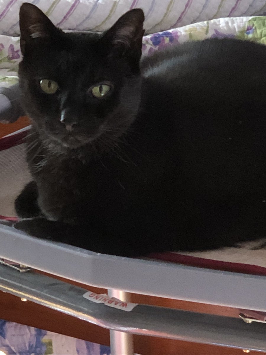 MADDEEE13's tweet image. #UnderstandTheAssignment #YesWeKam🗳️
#CatsForKamala #KamalaHasMyVote #Kamala2024💙🌊🗽⚖️♥️🌈🌏🐝🌳🇺🇸🥳