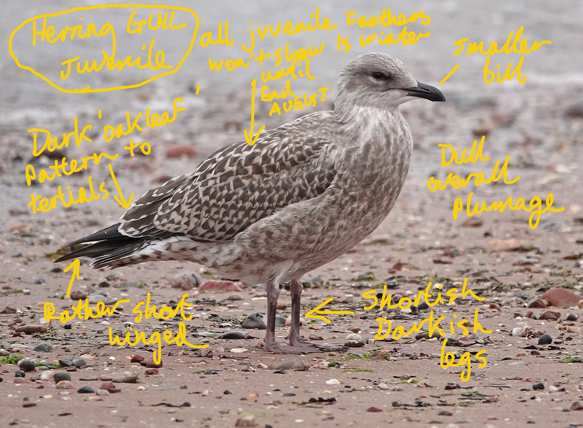 Mike Langman tweet media