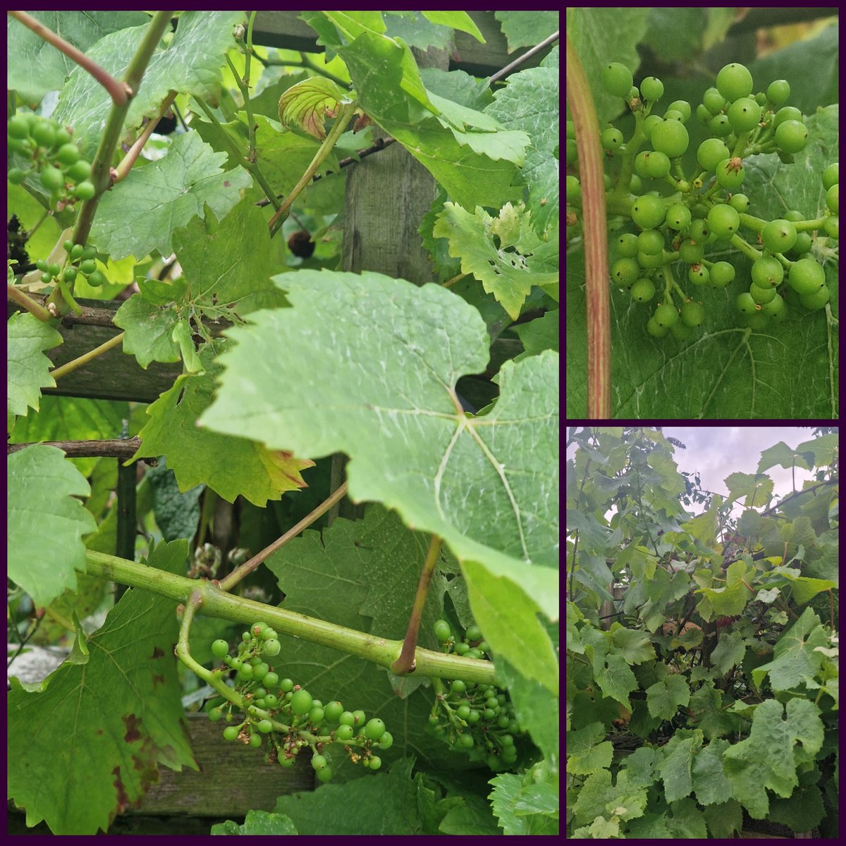 ChristinexCDx's tweet photo. Grape vine is doing ok.. finally got some grapes @flux_blair 🍇🍇🍇 #pinotnoir https://t.co/b7SAekKwwW