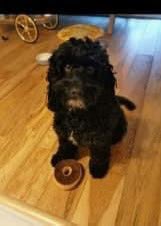 clares14764190's tweet photo. Please share - MISSING βͺοΈ ALBIE
#neutered/#tagged/#microchipped ADULT MALE COCKERPOO
#Lost: 03/08/2024
Where: Near #SilverBayHolidayPark in #Rhoscolyn #Anglesey #Wales #LL65 area
https://t.co/bVnldtqcFi
https://t.co/wwKlYdpMaw https://t.co/cwygaduCW6