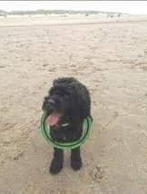clares14764190's tweet photo. Please share - MISSING βͺοΈ ALBIE
#neutered/#tagged/#microchipped ADULT MALE COCKERPOO
#Lost: 03/08/2024
Where: Near #SilverBayHolidayPark in #Rhoscolyn #Anglesey #Wales #LL65 area
https://t.co/bVnldtqcFi
https://t.co/wwKlYdpMaw https://t.co/cwygaduCW6