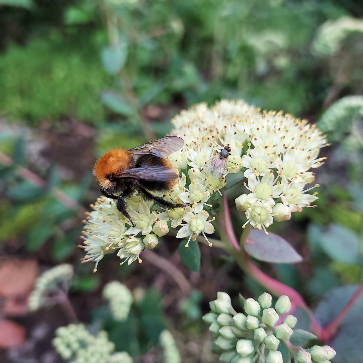 riikkamariaP's tweet image. Pienen sadekuuron jälkeen alkoi heti aherrus. Sedum telephium, syksyn varma kukkija ja pölyttäjien ilo  💙
#pölyttäjät #Puula