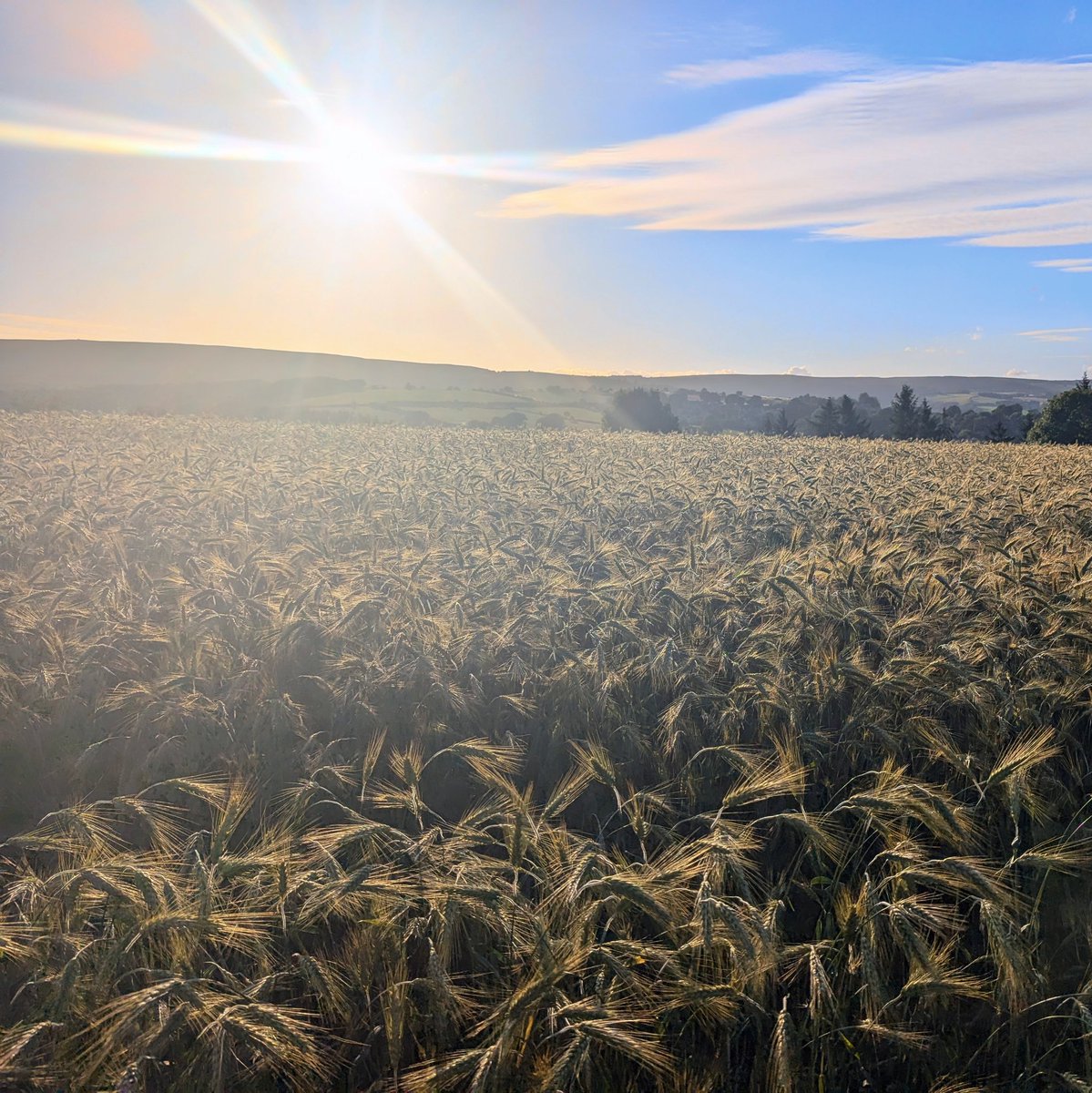 baslovia's tweet image. Evening 👣 through a field of barley. Kind of reminds me of the scene from Gladiator. Cue music 🎶 And now I want to watch the movie.