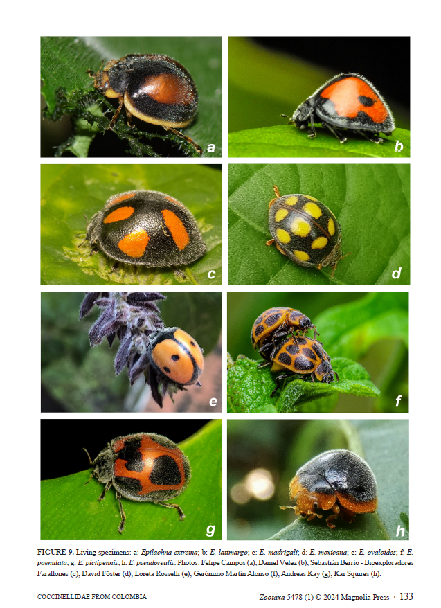 ColeopCol's tweet photo. #NuevaPublicación
#Coccinellidae (#Coleoptera: #Coccinelloidea) from #Colombia: A systematic and illustrated list. González et al.   https://t.co/LaEUQCxJq9
#ColeopteraDeColombia #ColeopterólogosDeColombia 🐞🐞 https://t.co/QyknAIk9xO