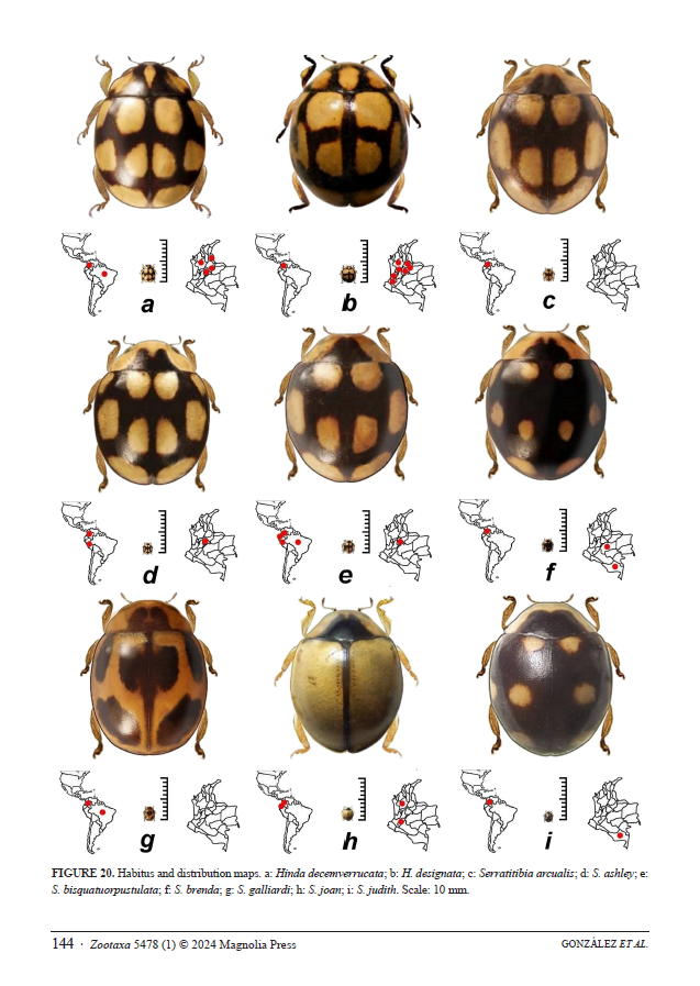 ColeopCol's tweet photo. #NuevaPublicación
#Coccinellidae (#Coleoptera: #Coccinelloidea) from #Colombia: A systematic and illustrated list. González et al.   https://t.co/LaEUQCxJq9
#ColeopteraDeColombia #ColeopterólogosDeColombia 🐞🐞 https://t.co/QyknAIk9xO