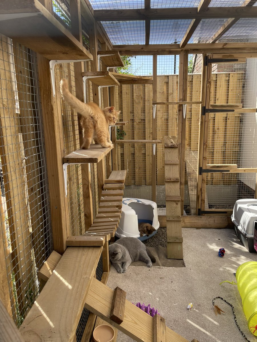 SkittyKitty21's tweet photo. We have a #Catio and we are impressed- Thankyou Daddy 😻 
#Caturday #CatsAreFamily #CatsOfX #CatsOnX https://t.co/4IBjI9Tr42
