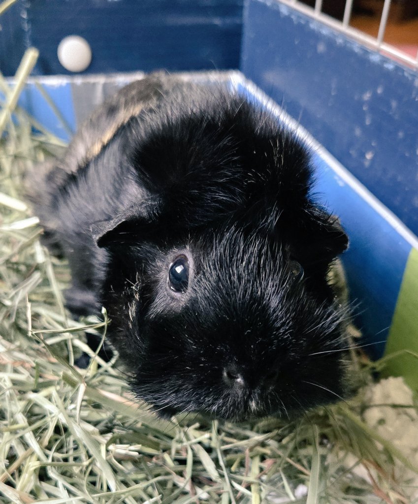 DAISYLittleOne1's tweet photo. Hello ππ» ππ»ππ» #Reign wishing everyone a happy weekend! #ReignandAthena #visitingPeegs #elderCollegeHoom https://t.co/n2tU8WZoTl