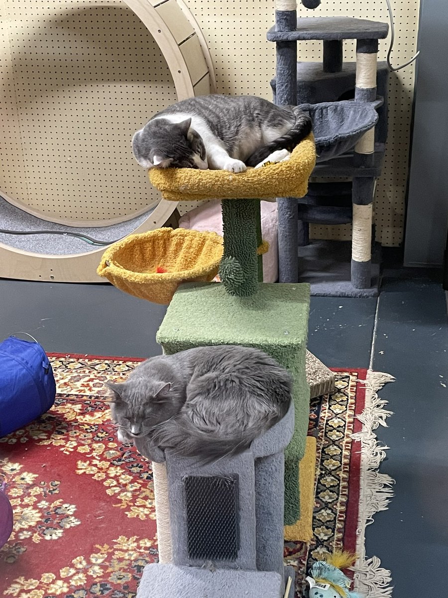 chadcess's tweet image. 