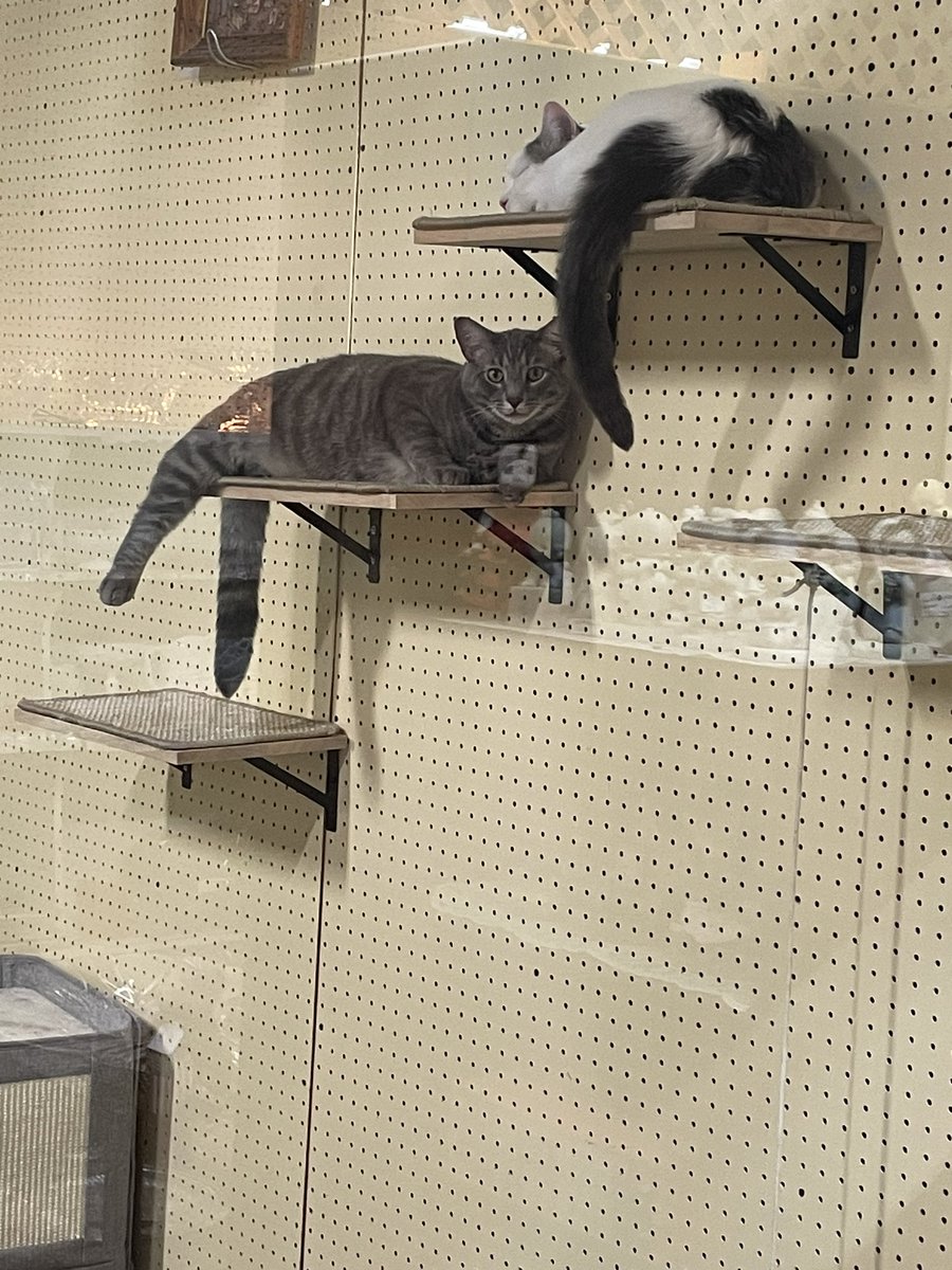 chadcess's tweet image. 