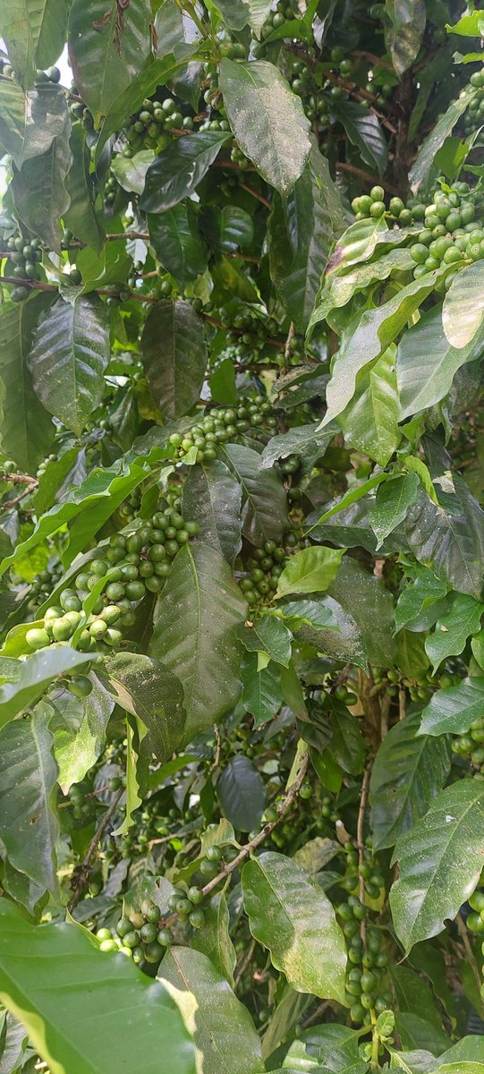 jrcruz69's tweet photo. #CoffeeLovers #coffeebeans #cafe #rutadelasflores #elsalvador #pacamara #green https://t.co/9rRqHLht2p