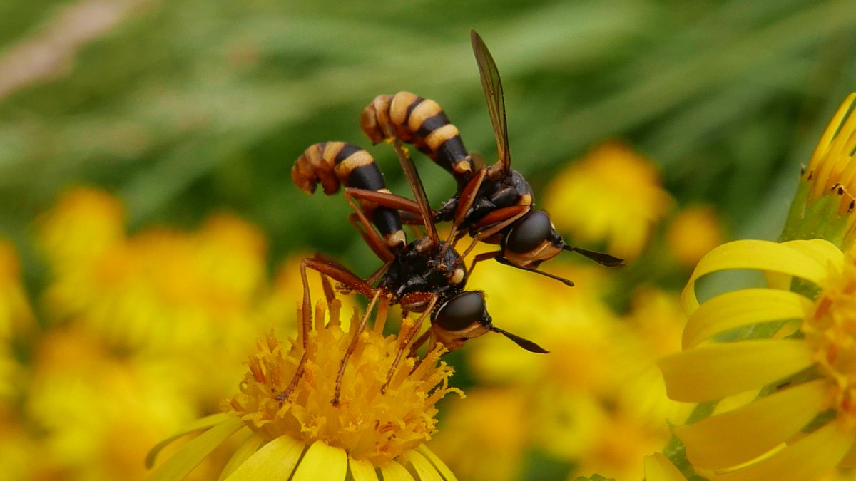 Simon Knott tweet media