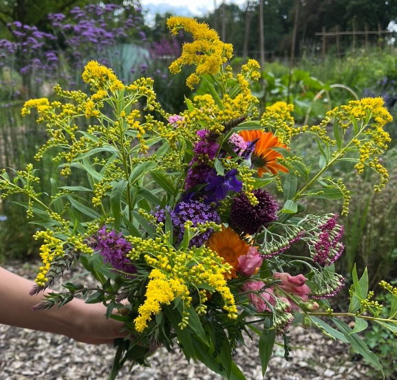 Ook deze zondag weer de mogelijkheid om een mooi eigen boeket te plukken in #Zuilen. We zijn open van 11-13 uur.  Kom genieten op de tuin. #lokaal #gifvrij