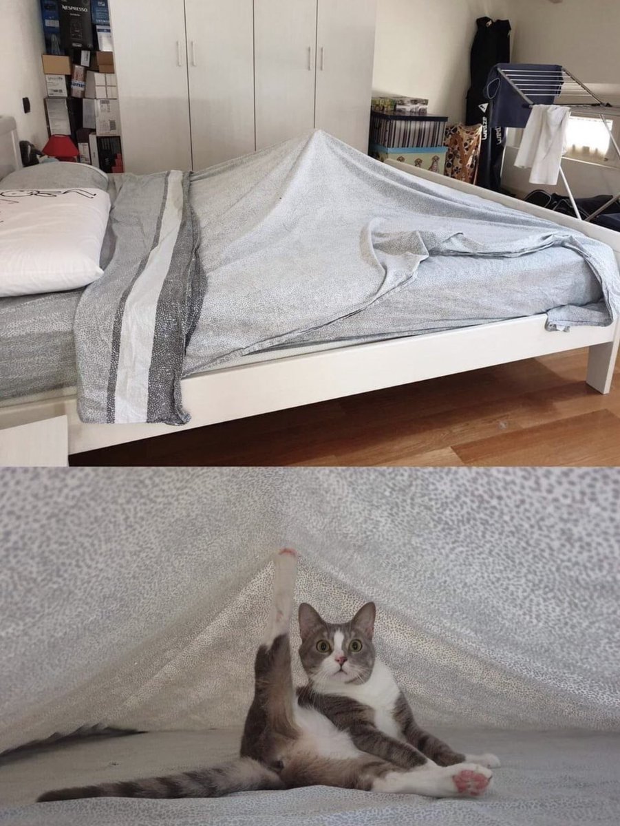 gatos fazendo gatices (@gatinarios) on Twitter photo 