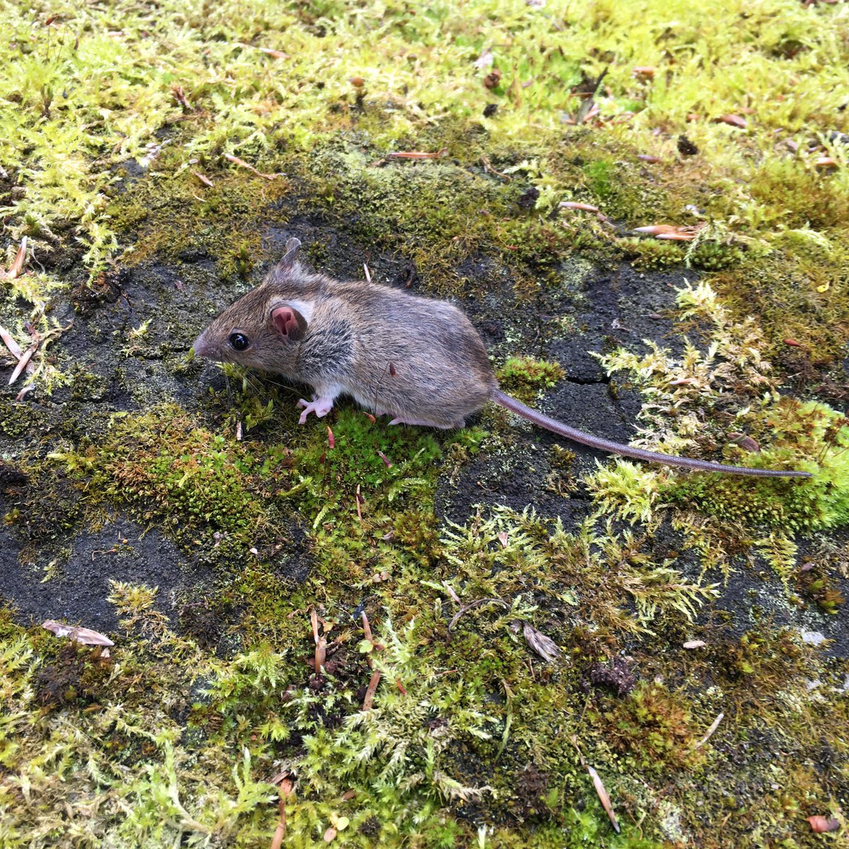GW Ecology (@gwecology) on Twitter photo Had a great day at the Deer Park and Haining Estate Bioblitz. Started off checking small mammal traps I set last night. Caught 5 Bank Voles and 2 Wood Mice.
<a href="/Mammal_Society/">Mammal Society</a> <a href="/labmammalgroup/">LaBMammalGroup</a> Had a great day at the Deer Park and Haining Estate Bioblitz. Started off checking small mammal traps I set last night. Caught 5 Bank Voles and 2 Wood Mice.
<a href="/Mammal_Society/">Mammal Society</a> <a href="/labmammalgroup/">LaBMammalGroup</a>
