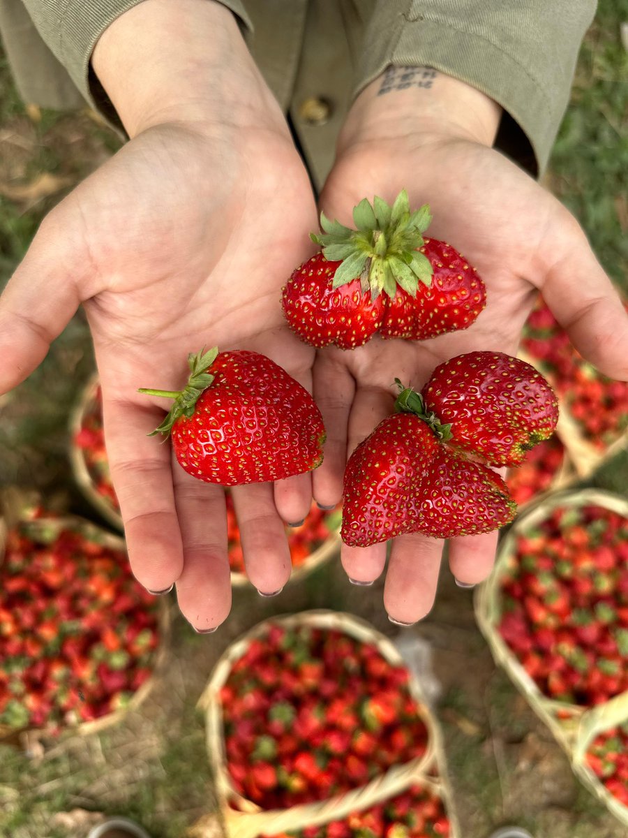 Adriana Ortiz Semidei (@ortizsemidei) on Twitter photo ¡Las frutillas ya están en su punto! 🍓
Corran a la Expo Frutilla de la ciudad de Areguá y de Estanzuela ✨✨🙌🏻
Delicias del Paraguay 🇵🇾 de la mano de sus productores locales 
#SomosCultura
<a href="/cultura_py/">Cultura_py / Secretaría de Cultura de Paraguay</a> ¡Las frutillas ya están en su punto! 🍓
Corran a la Expo Frutilla de la ciudad de Areguá y de Estanzuela ✨✨🙌🏻
Delicias del Paraguay 🇵🇾 de la mano de sus productores locales 
#SomosCultura
<a href="/cultura_py/">Cultura_py / Secretaría de Cultura de Paraguay</a>
