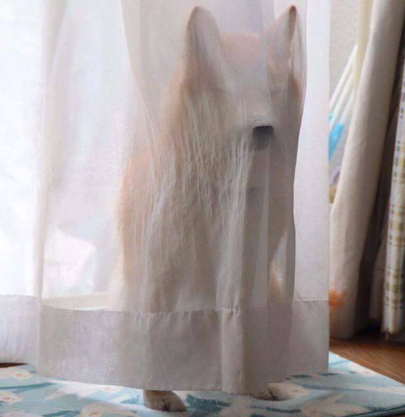 Dalbodog's tweet photo. He's hiding from his bath and thinks nobody can see him. 🤣 https://t.co/ldfHEG7Pnr