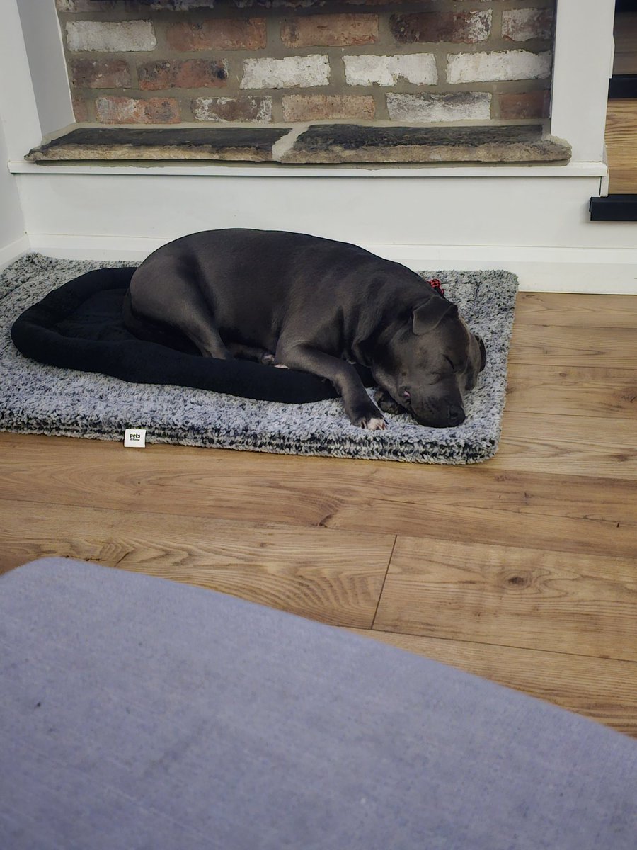 Even the dog is knackered  😂 snoring her little head off