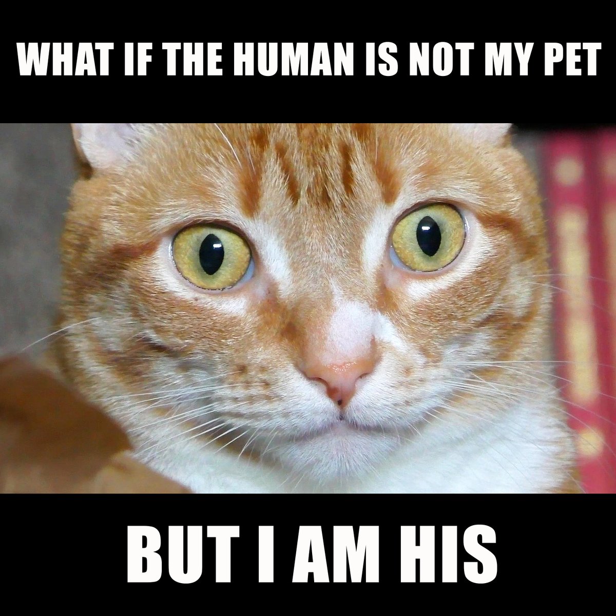 ColeTheBlackCat's tweet photo. Oh no! 🙀

#CatMindBlown #CatsOfTwitter #Cats https://t.co/MsnpEcrkd6