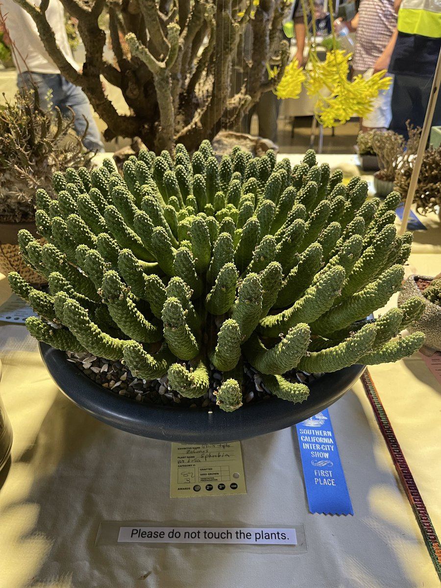 Inter City Cactus and Succulent Show  #cactus #succulent