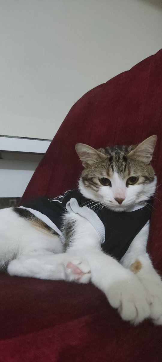 Şampiyon takımın şampiyon kedisi 🦅🐈‍⬛

#gsbjk Süper kupa Tebrikler Beşiktaş #tecavüz #utanmadan