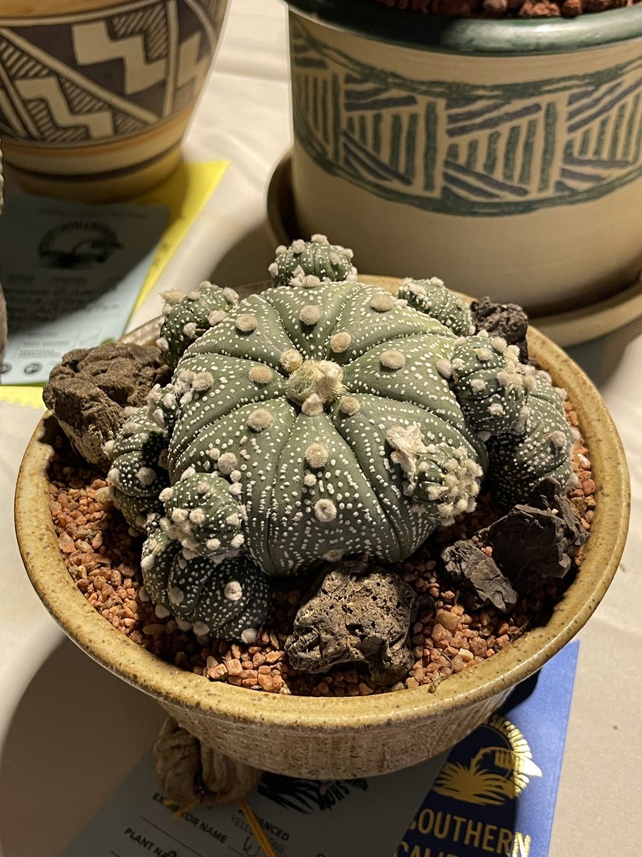 Inter City Cactus and Succulent Show  #cactus #succulent