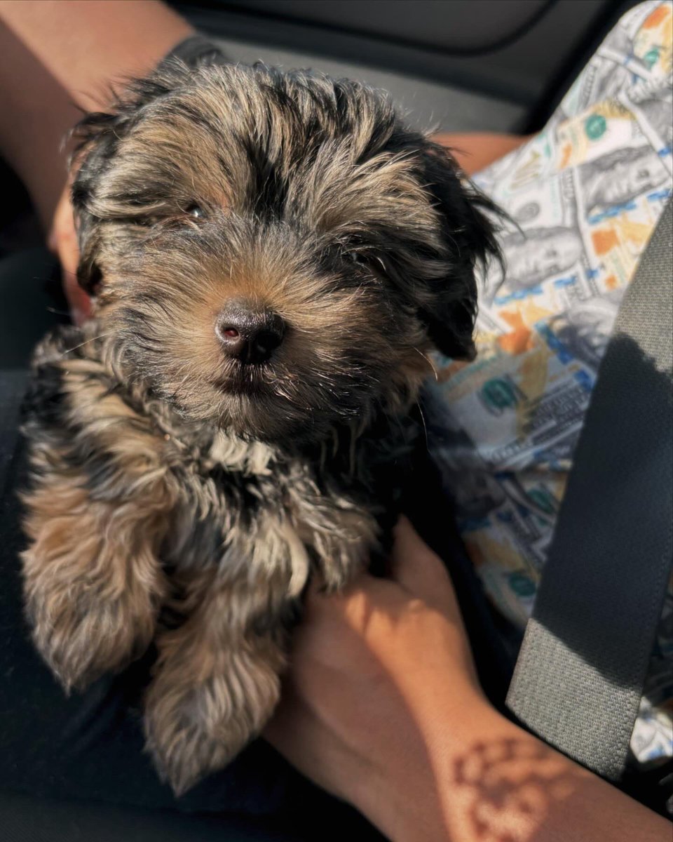 yuuamournaja's tweet image. Meet Denim ‘ 🩵🐾 #boymom #puppymom