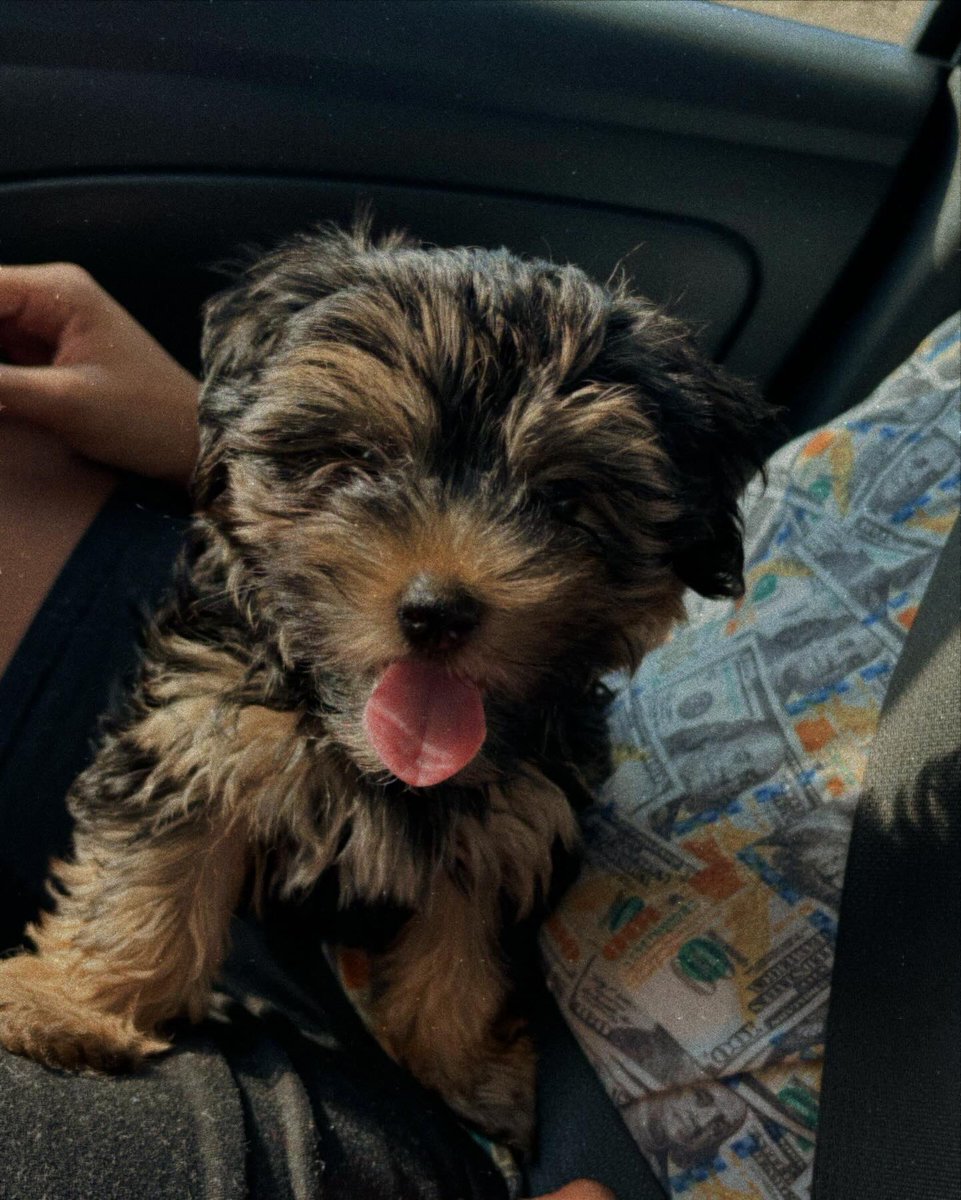 yuuamournaja's tweet image. Meet Denim ‘ 🩵🐾 #boymom #puppymom