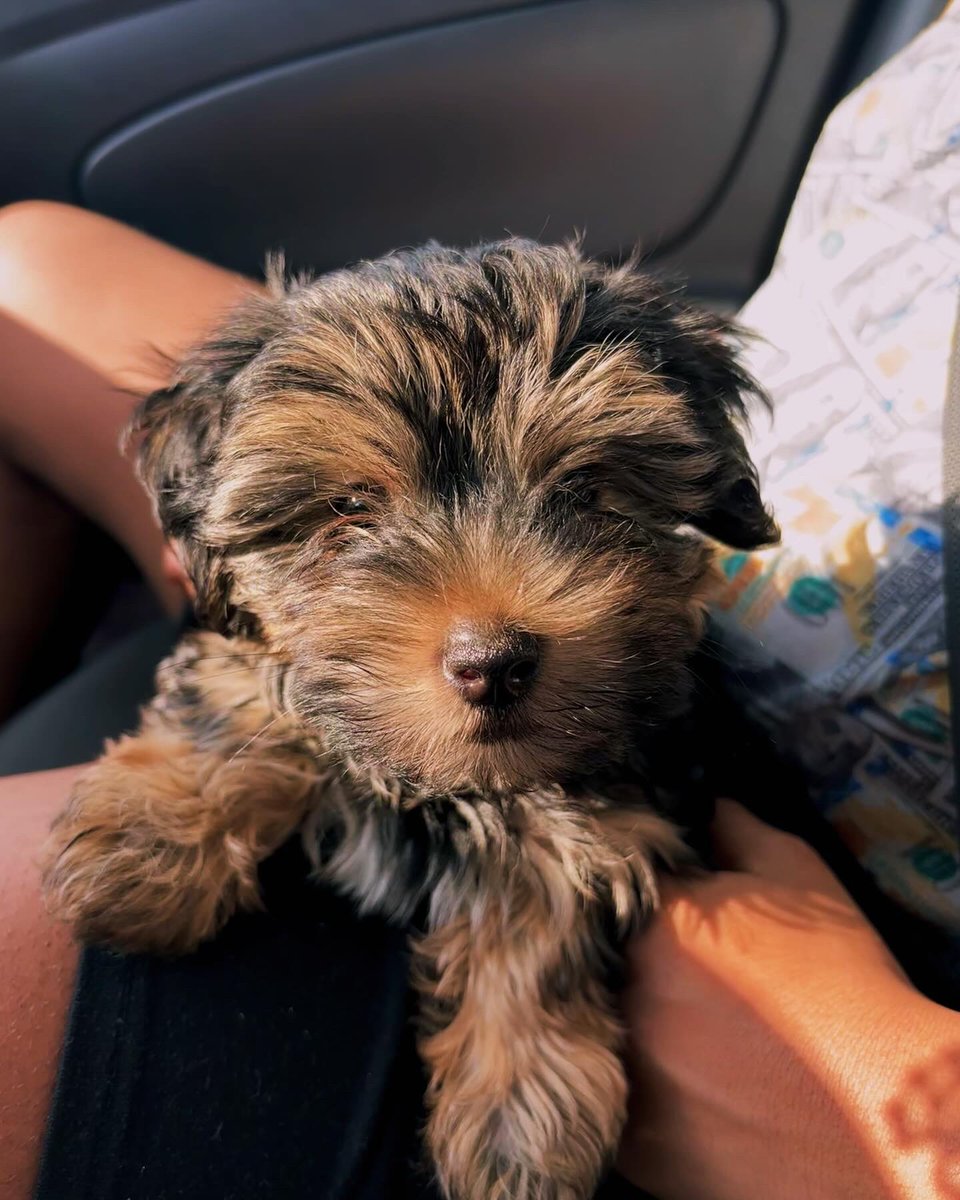 yuuamournaja's tweet image. Meet Denim ‘ 🩵🐾 #boymom #puppymom