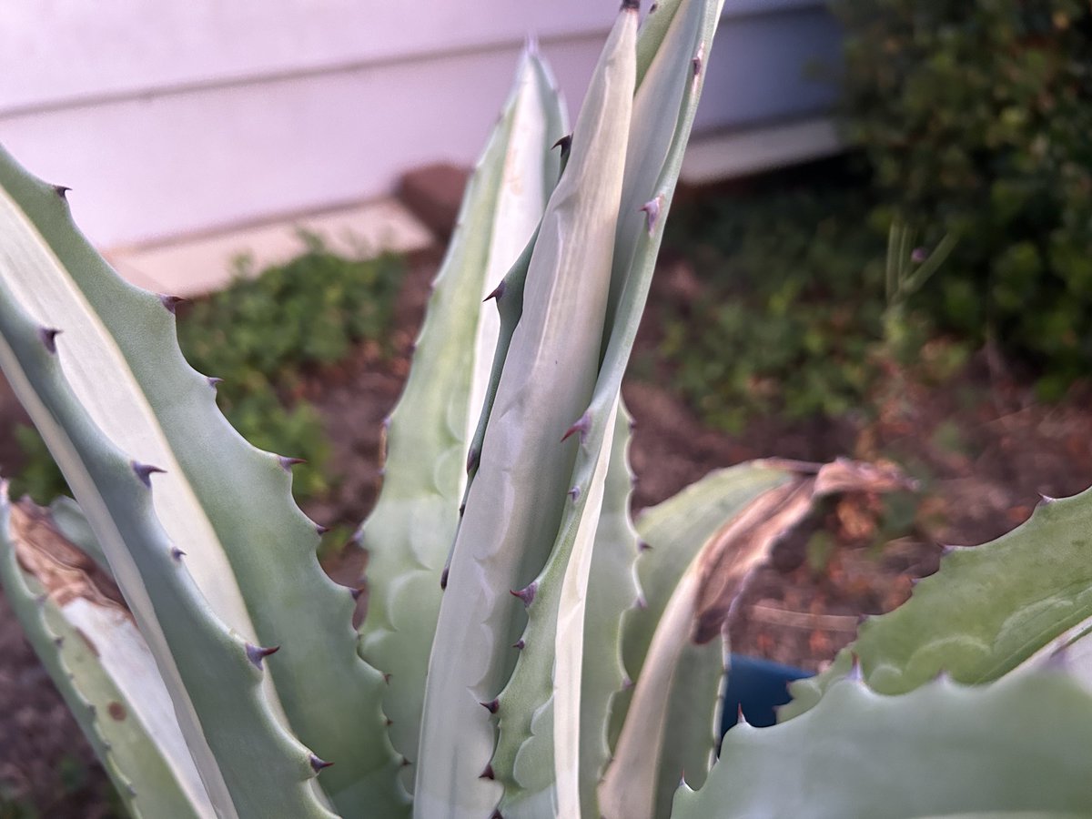 Agave americana mediapicta alba
