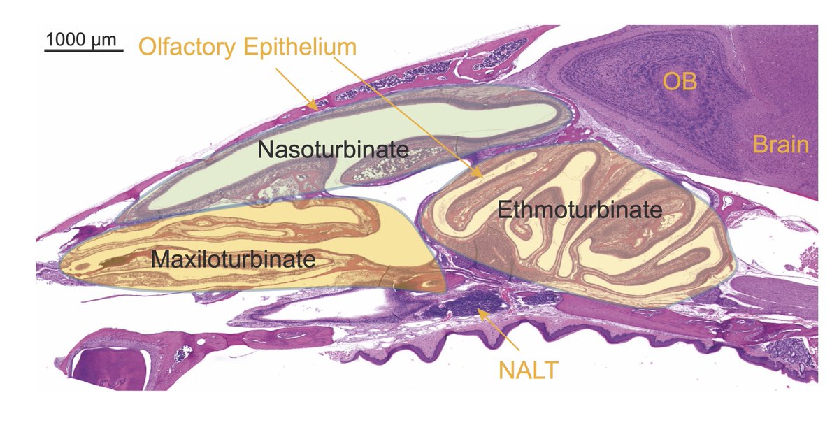 In mice, the upper airways are composed of turbinate bones lined with a single layer of epithelial cells, which form a mucosal surface alongside adjacent acinar glands. The nearest lymph nodes to these structures and the nasal cavity are the nasal-associated lymph nodes (NALTs).