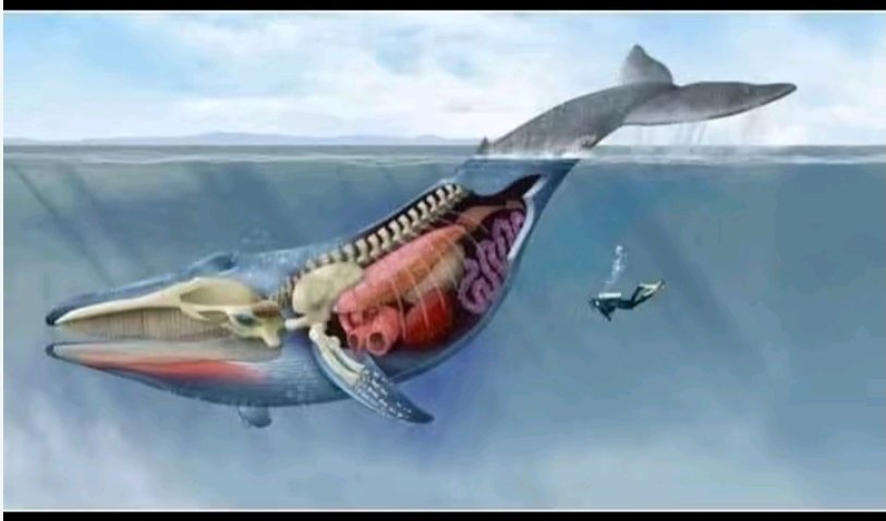 يقول الدكتور زغلول النجار : كنت أقرأ لعشرات المرات بعشرات السنين قصة سيدنا يونس ومن سنتين فقط توقفت عند { فَالْتَقَمَهُ الحُوتُ } فقلت لماذا قال ربنا تبارك وتعالى { فَالْتَقَمَهُ الحُوتُ } ؟؟ فبدأت أدرس طبيعة الحيتان فوجدت أن هناك مجموعة من الحيتان اسمها الحيتان الزرقاء والحوت