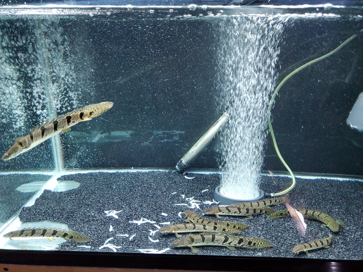 Po_Delhezi's tweet image. 最近底砂を黒に替えました😊
ガネサとはまた違った雰囲気になりますね😲
#Polypterus
#bichir
#delhezi
#デルヘジ
#デルヘッジ
#ワイルドデルヘッジ