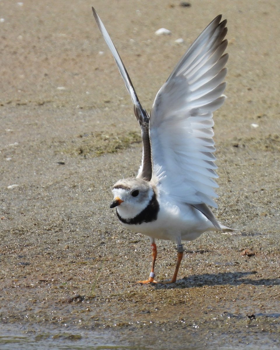 Imani is headed to wintering grounds
Reflections from Ani Chandler
Chicago Piping Plover Monitor 🧡 

🧵 1/5

📸: Ann Hetzel Gunkel (Imani, Montrose, Chicago, July 30, 2024)