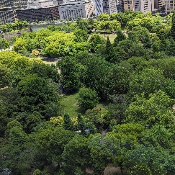 hibiya_pk's tweet photo. 日比谷公園は周りより温度が低いと、東京都は言っています。
それは再開発前の日比谷公園の事です。
今はまだ大木が密集して森をなしているので、夏には冷気を生み出していますが、再開発後は森が分断されてしまい、同レベルの効果は出せない

#日比谷公園を助けて
署名🙏 
https://t.co/qY1wJOsle9 https://t.co/GTIsNOgR0n