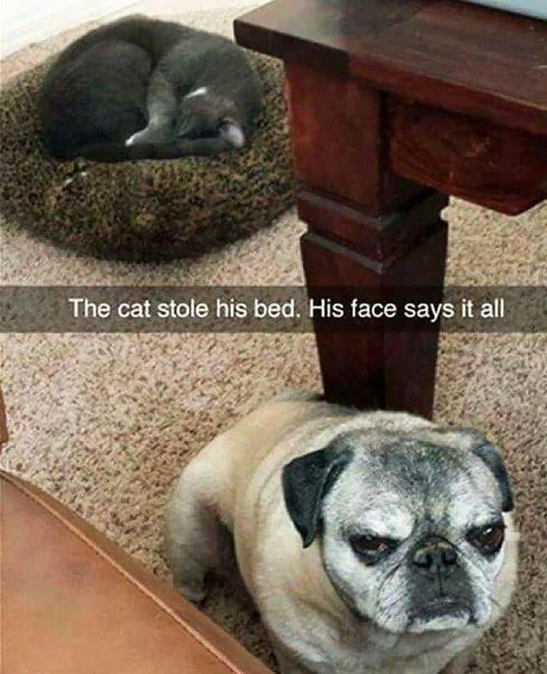 WholesomeMeme's tweet photo. https://t.co/Wiwlo7Yd7I