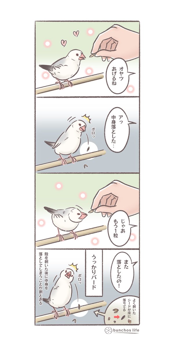 シードの殻をクチバシと舌を使って上手に剥がすの器用だなと思う反面案外中身もうっかり落としがち
#文鳥 
#4コマ漫画 