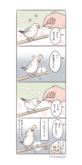 シードの殻をクチバシと舌を使って上手に剥がすの器用だなと思う反面案外中身もうっかり落としがち
#文鳥 
#4コマ漫画 