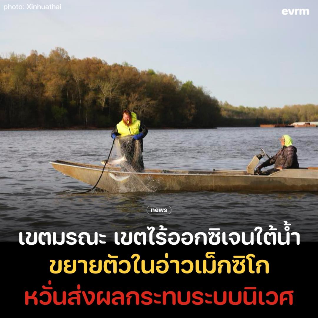 environmanth's tweet photo. คณะนักวิทยาศาสตร์ค้นพบว่าพื้นที่ “เขตมรณะ” (dead zone) ในอ่าวเม็กซิโกขยายตัวมากกว่าค่าเฉลี่ยในปีนี้ ซึ่งก่อให้เกิดภัยคุกคามต่อสิ่งมีชีวิตและระบบนิเวศทางทะเลในภูมิภาคเป็นอย่างมาก

การสำรวจประจำปีของคณะนักวิจัยที่ได้รับการสนับสนุนจากองค์การบริหารมหาสมุทรและชั้นบรรยากาศแห่งชาติสหรัฐฯ (NOAA) และเผยแพร่เมื่อวันพฤหัสบดี (1 ส.ค.) ระบุว่า “เขตมรณะ” ดังกล่าวเป็นบริเวณที่มีออกซิเจนต่ำหรือไม่มีเลย กินเนื้อที่ราว 17,365 ตารางกิโลเมตร ทำให้มีขนาดใหญ่เป็นอันดับ 12 เท่าที่เคยวัดได้ในรอบ 38 ปี

“เขตมรณะ” รู้จักกันในชื่อทางวิทยาศาสตร์ว่าเขตพร่องออกซิเจน (hypoxia) เกิดจากธาตุอาหารส่วนเกินจากน้ำท่าของภาคการเกษตรและแหล่งอื่นๆ ที่ไหลลงสู่อ่าวเม็กซิโกผ่านลุ่มแม่น้ำมิสซิสซิปปี-อัทชาฟาลายา ซึ่งธาตุอาหารเหล่านี้กระตุ้นการเกิดสาหร่ายสะพรั่ง (algal blooms) หรือมีปริมาณสาหร่ายในน้ำมากกว่าปกติ ทำให้ระดับออกซิเจนในน้ำลดลง สภาพแวดล้อมที่มีออกซิเจนต่ำจึงส่งผลกระทบให้ปลาและสัตว์ทะเลอื่นๆ ต้องอพยพหนีหรือเผชิญกับความตาย

รายงานระบุว่า “เขตมรณะ” มีผลกระทบต่อสิ่งแวดล้อมและเศรษฐกิจอย่างมาก ผลศึกษาแสดงให้เห็นว่าภาวะพร่องออกซิเจนทำให้อาหาร อัตราการเจริญเติบโต การสืบพันธุ์ และการใช้ถิ่นอาศัยของสัตว์น้ำเปลี่ยนแปลงไป อีกทั้งส่งผลต่อสัตว์สายพันธุ์ที่มีความสำคัญทางการค้าอย่างเช่นกุ้ง โดยพื้นที่ที่ได้รับผลกระทบนั้นมีขนาดใหญ่พอๆ กับรัฐนิวเจอร์ซี

การตรวจวัดขนาดเขตมรณะประจำปีเป็นตัวชี้วัดสำคัญที่สะท้อนถึงความพยายามของกองกำลังปฏิบัติการด้านภาวะพร่องออกซิเจนในแม่น้ำมิสซิสซิปปี/อ่าวเม็กซิโก (Mississippi River/Gulf of Mexico Hypoxia Task Force) ซึ่งเป็นความร่วมมือระหว่างรัฐและรัฐบาลกลางที่ตั้งเป้าหมายลดเขตมรณะเฉลี่ย 5 ปีให้เหลือต่ำกว่า 4,921 ตารางกิโลเมตรภายในปี 2035

อย่างไรก็ดี ค่าเฉลี่ย 5 ปีในปัจจุบัน อยู่ที่ 11,131 ตารางกิโลเมตร ซึ่งตอกย้ำถึงความจำเป็นเร่งด่วนและความท้าทายสำคัญที่รออยู่ในภายภาคหน้า

“เราต้องวัดระดับภาวะพร่องออกซิเจนของภูมิภาคนี้เพื่อใช้เป็นตัวบ่งชี้สุขภาพของมหาสมุทร โดยเฉพาะช่วงเวลาที่สภาพอากาศเปลี่ยนแปลงและพายุที่อาจทวีความรุนแรงมากขึ้น รวมทั้งปริมาณน้ำฝนและน้ำท่าที่เพิ่มขึ้น” นิโคล เลอเบิฟ ผู้ช่วยผู้ดูแลฝ่ายบริการมหาสมุทรแห่งชาติขององค์การฯ กล่าว

ที่มา
-xinhuathai.com