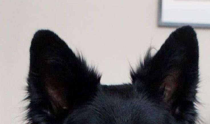 bistappen's tweet image. 