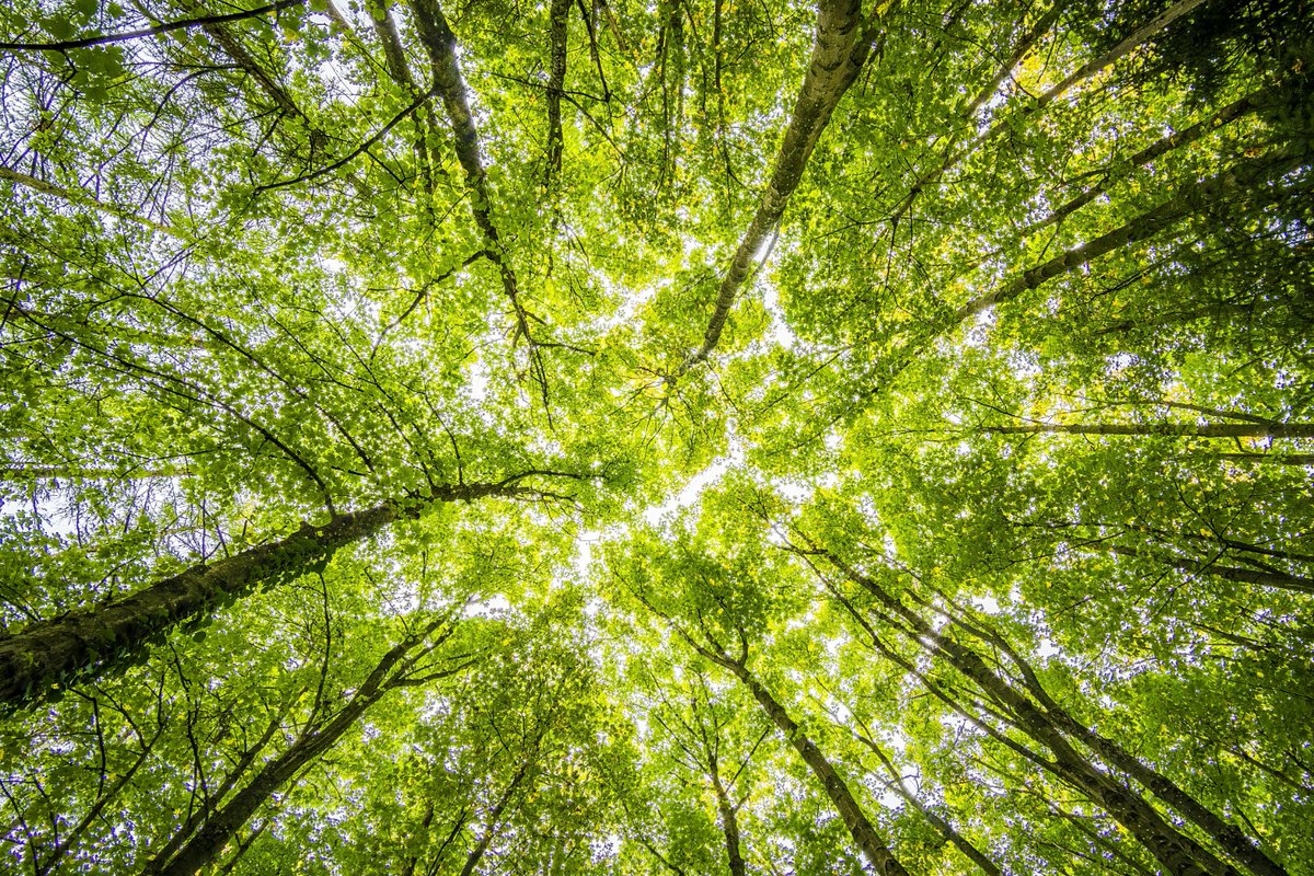 mtcampingworld's tweet photo. Gorgeous view. Best from a hammock... This is why we camp!
Come check out our new store. one more day of 15% of for the Grand Opening. Use Promo code: WELCOME15
https://t.co/pmAzNJRQ1N
#forestview #forest #nature #naturephotography #forestphotography #forestlovers https://t.co/Yz0GqH11vZ