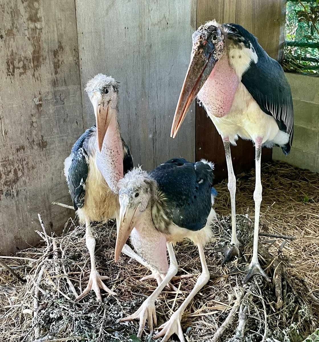 日本ではじめて誕生したアフリカハゲコウのこどもの名前投票を8/4〜8/25に行います！投票場所はふれあい広場休憩所前です。生後2ヶ月、まだ嘴が短くてあどけなさが残る2羽✨頭の羽もフワフワです😆血液検査でおねえちゃんとおとうとの可能性が高いこともわかりました  ..., image size:1120x1200