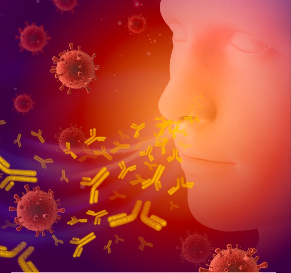 Did you know that B cells reside in your nose and secrete antibodies? Learn more in our new study by Jingjing Liu <a href="/Jingjing__JJ/">Jingjing</a>, published in <a href="/Nature/">nature</a>. rdcu.be/dPR2m  🧵