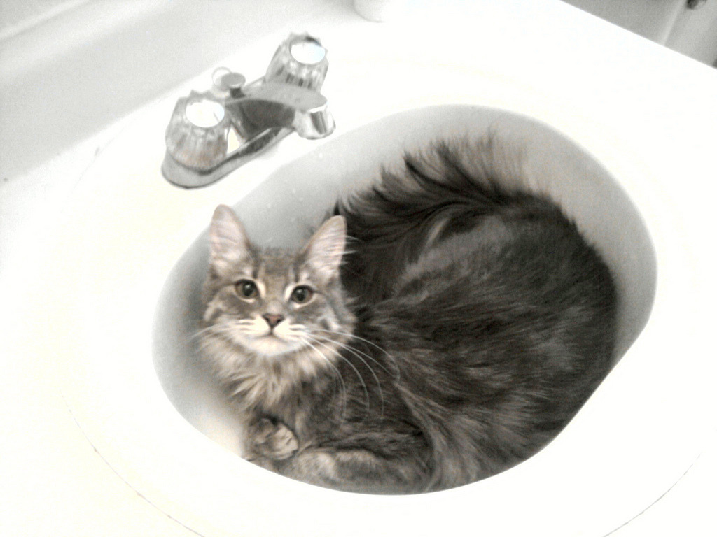 boturitter's tweet image. 20:23 Surprise Cat
This cat is definitely not going to be washing its paws. 😹  #catsoftwitter #bathroomhumor #felinefun #catsbeingcats #catlife