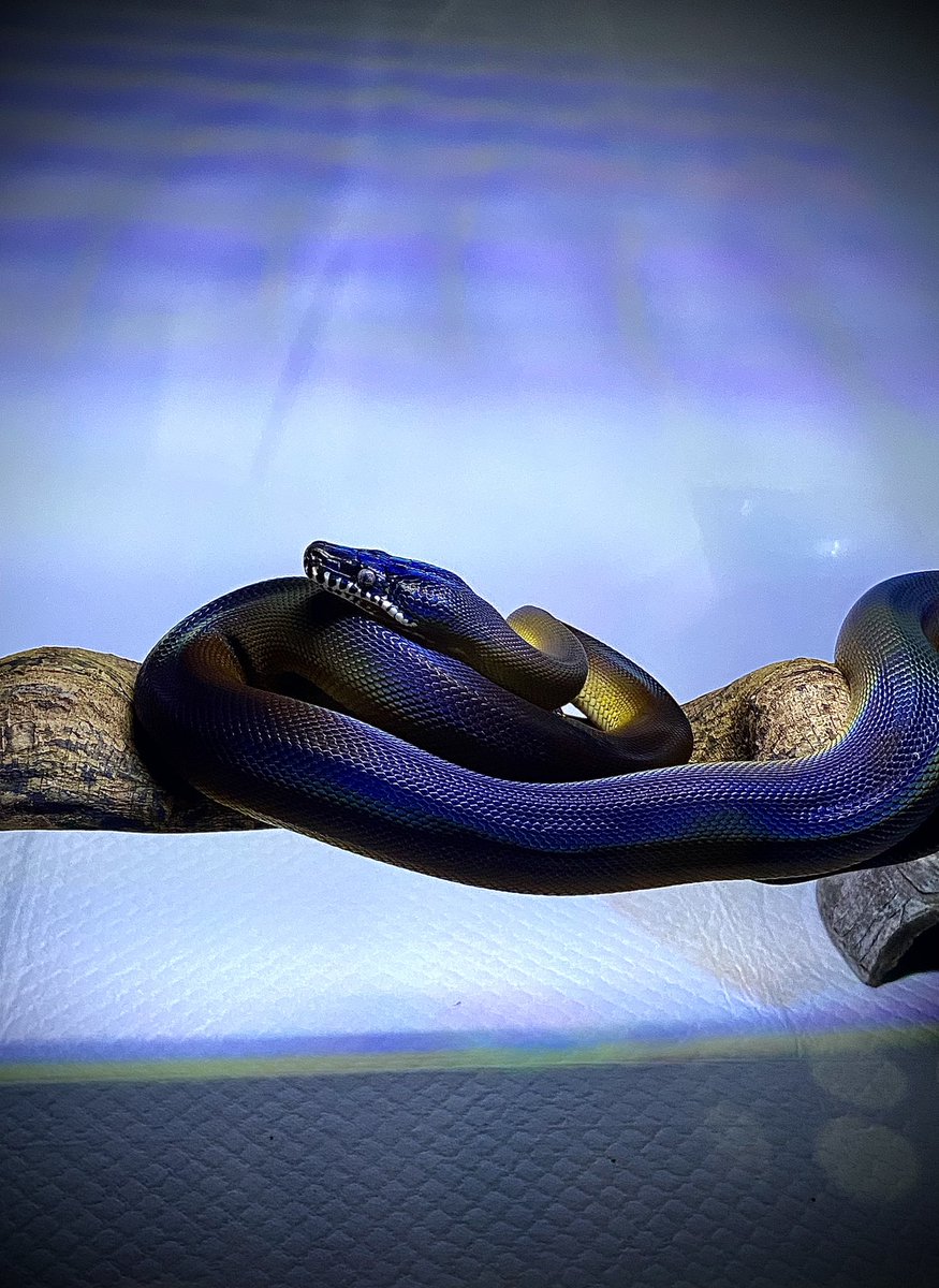 salt_Python_31's tweet image. 今日はお神輿を担ぎます😙
気温が怖いです😨
シャク行ってくるわ…🥹