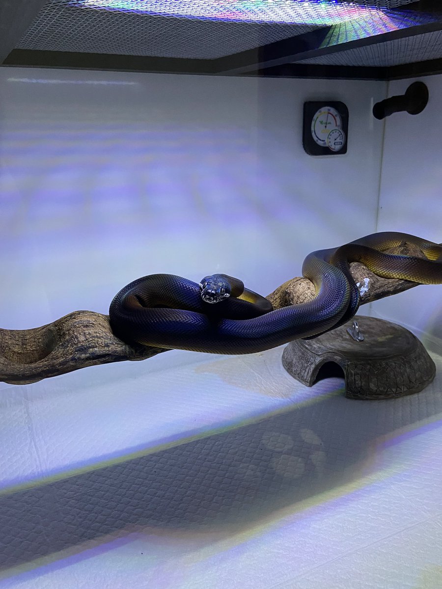 salt_Python_31's tweet image. 今日はお神輿を担ぎます😙
気温が怖いです😨
シャク行ってくるわ…🥹