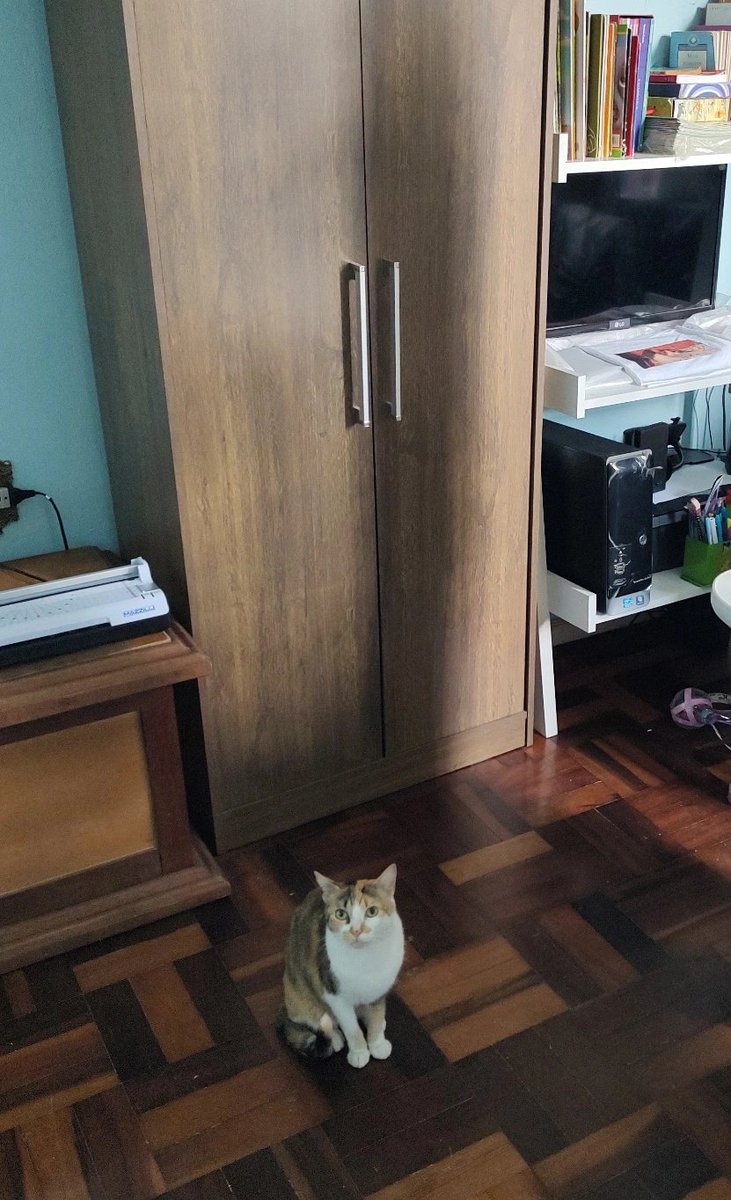 chicória maria tweet media