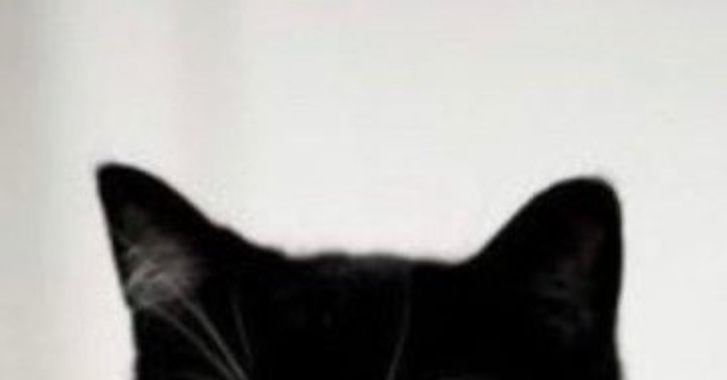 Kaimeliaascats's tweet photo. #kaimeliaascats https://t.co/dsEaTBN49R